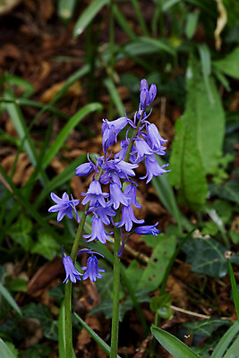 포토 JPG 해외이미지 식물 꽃 자연 영국 잉글랜드 사람없음 파란색 봄 시골 4월 꽃가루 블루벨 삼림지대 스페인어 영원 서식스 해외202004 해외포토 계절 유럽 컬러 날짜 숲 가루 생태계 파일형식 이미지허브