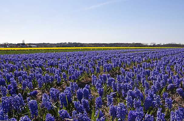 포토 JPG 해외이미지 식물 전통 꽃 밭 농업 전구 자연 하늘 풍경 사람없음 파란색 컬러풀 농경지 보라색 봄 시골 네덜란드 트랙터 수선화 히아신스 해외202004 해외포토 계절 유럽 산업 컬러 농장 농기계 생태계 특수차량 파일형식 이미지허브