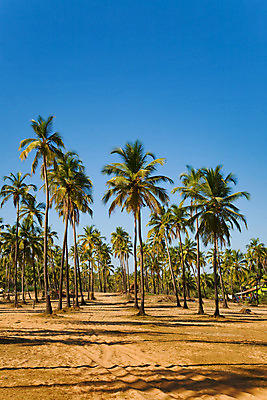 포토 JPG 해외이미지 나무 식물 아시아 모래 여행 잎 하늘 휴가 휴식 손바닥 풍경 사람없음 야외 세로 초록색 여름 파란색 햇빛 환경 맑음 침묵 성장 휴양지 장면 코코넛 이국적 파라다이스 해외202004 해외포토 손 계절 나라 컬러 컨셉 과일 날씨 태양 소리 장소 파일형식 이미지허브