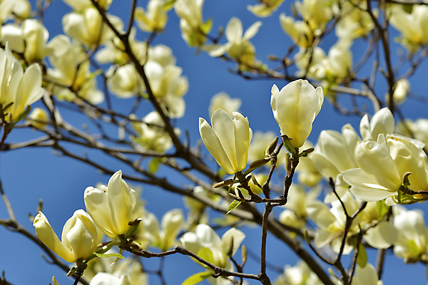 포토 JPG 해외이미지 나무 식물 계절 꽃잎 꽃 백그라운드 잎 꽃무늬 자연 조류 하늘 사람없음 야외 초록색 파란색 컬러풀 노란색 새싹 정원 봄 성장 벚꽃 흰색 나뭇가지 개화 심볼 목련 내추럴 영원 많음 해외202004 해외포토 동물 컬러 컨셉 무늬 생태계 파일형식 이미지허브