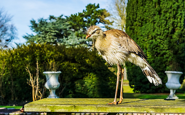 포토 JPG 해외이미지 동물 탁자 조류 동물원 서기 사람없음 빨간색 파란색 반려동물 갈색 노란색 걷기 정원 흰색 우아함 깃털 기중기 부리 새장 갈기 브라질 계산서 뒤뜰 아마존 이국적 브라질사람 해외202004 해외포토 컬러 가구 컨셉 모션 중장비 남아메리카 케이지 파일형식 이미지허브
