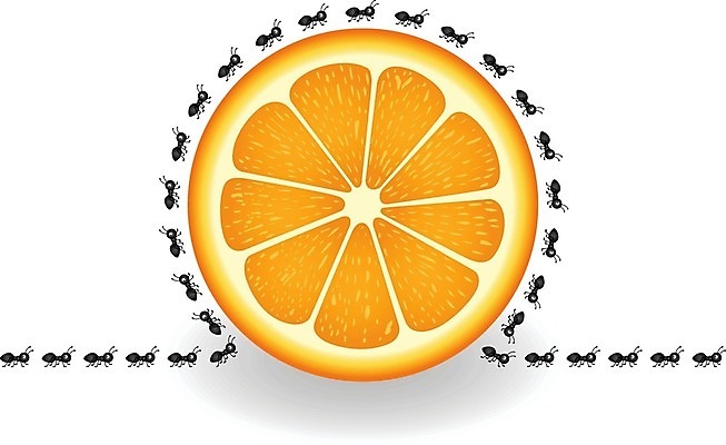 EPS 해외이미지 클립아트 식물 동물 음식 조각 곤충 오렌지 과일 일러스트 자연 그래픽 여름 소풍 달콤 벌레 만화 먹기 개미 고립 동물상 침범 해외202004 해외일러스트 계절 모션 조형물 야외활동 맛 생태계 파일형식 벡터 이미지허브