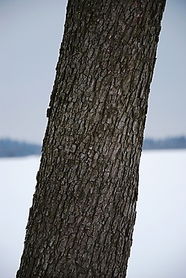 포토 JPG 해외이미지 나무 겨울 밭 자연 풍경 사람없음 야외 목재 냉동 얼음 추위 흰색 묘사 매듭 나무껍질 해외202004 해외포토 자연요소 식물 계절 컬러 농업 재료 껍질 생태계 파일형식 이미지허브