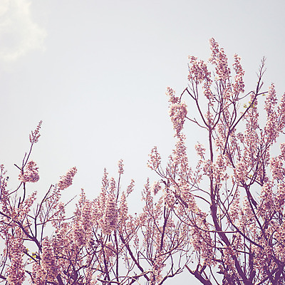 포토 JPG 해외이미지 나무 식물 계절 공원 꽃 백그라운드 잎 자연 하늘 사람없음 야외 컬러풀 햇빛 가을 복고 내추럴 효과 해외202004 해외포토 공공시설 컬러 태양 생태계 파일형식 이미지허브