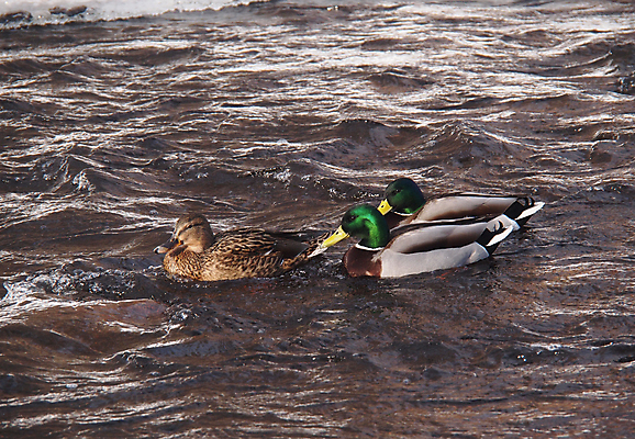 포토 JPG 해외이미지 동물 1 계절 여자 호수 야생동물 겨울 날개 자연 조류 오리 서기 사람없음 야외 옆모습 초록색 물 머리 얼음 봄 추위 흰색 연못 가득함 깃털 오브젝트 싱글 서리 부리 청둥오리 민물 양발 해외202004 해외포토 자연요소 뷰포인트 컬러 모션 사람 신체부위 생태계 파일형식 이미지허브