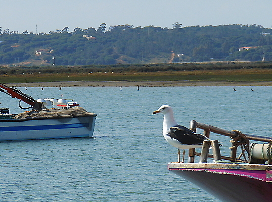포토 JPG 해외이미지 동물 산업 바다 여행 백그라운드 날개 교통시설 자연 벽지 갈매기 조류 하늘 낚시 파노라마 어류 풍경 사람없음 야외 물 여름 파란색 강 태양 항구 자유 화물 흰색 도시 만 보트 낚시꾼 지역 포트 성분 해외202004 해외포토 자연요소 계절 컬러 교통 컨셉 배_교통 레저 촬영기법 수중동물 운송업 시설 생태계 파일형식 이미지허브