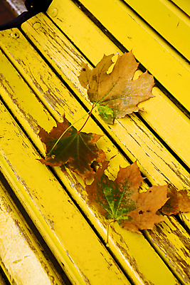 포토 JPG 해외이미지 식물 디자인 계절 공원 백그라운드 단풍 낙엽 잎 벤치 오렌지 자연 건조 사람없음 야외 빨간색 햇빛 갈색 노란색 활발 젖음 가을 나뭇가지 그룹 황금 떨어짐 숲 11월 배열 오브젝트 정맥 거짓말 멀티 엘리먼트 옛날 노화 해외202004 해외포토 나무 공공시설 컬러 컨셉 의자 과일 태양 날짜 생태계 혈관 파일형식 이미지허브