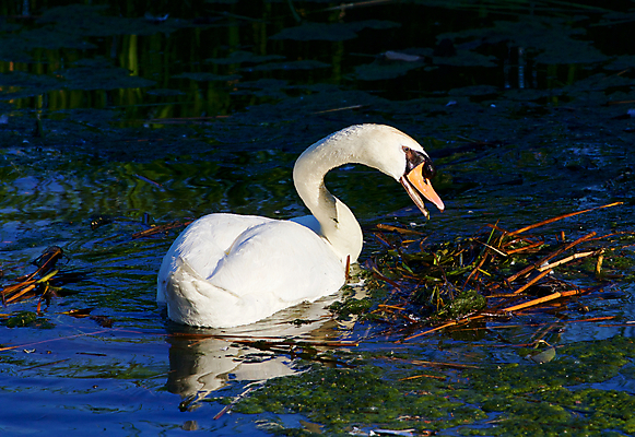 포토 JPG 해외이미지 응시 호수 오렌지 조류 손잡이 사람없음 물 머리 검은색 수영 힘 흰색 자신감 깃털 백조 목 계산서 벙어리 해외202004 해외포토 자연요소 동물 시선 감정 컬러 과일 신체부위 수상스포츠 파일형식 이미지허브