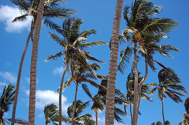 포토 JPG 해외이미지 응시 섬 하늘 바람 휴가 휴식 멕시코 손바닥 사람없음 해외202004 해외포토 자연요소 손 시선 컨셉 북아메리카 날씨 파일형식 이미지허브
