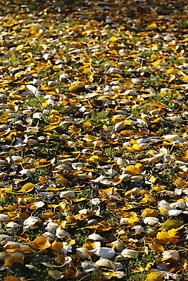 포토 JPG 해외이미지 사람없음 유럽연합 해외202004 해외포토 파일형식 이미지허브