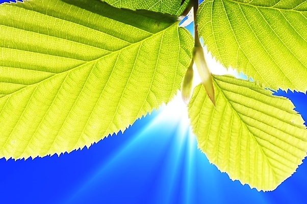 포토 JPG 해외이미지 나무 공원 백그라운드 잎 자연 벽지 하늘 프레임 사람없음 초록색 파란색 빛 태양 환경 정원 맑음 봄 성장 나뭇가지 신선 신용카드 숲 생태계 질감 생태학 카피스페이스 해외202004 해외포토 자연요소 식물 계절 공공시설 교육 컬러 날씨 금융 공백 파일형식 이미지허브