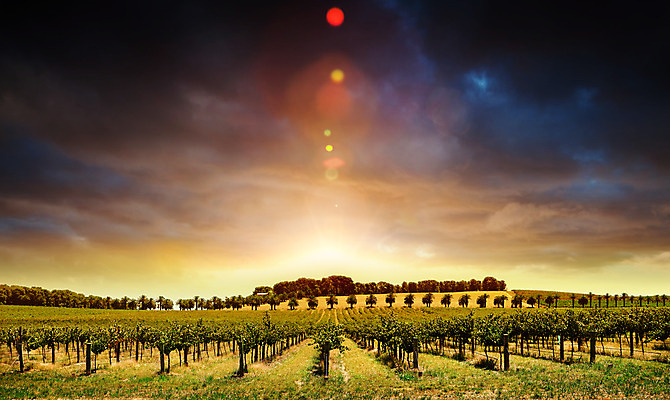 포토 JPG 해외이미지 구름 계절 여행 농업 오렌지 자연 포도 파노라마 창조 풍경 사람없음 야외 초록색 여름 농장 일출 와인 계곡 일몰 성장 시골 호주 큼 포도나무 지역 남쪽 내추럴 양조장 해외202004 해외포토 자연요소 산업 컬러 과일 주류 촬영기법 노을 오세아니아 크기 과일나무 방향 생태계 파일형식 이미지허브