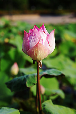 포토 JPG 해외이미지 식물 계절 공원 꽃잎 꽃 아시아 분홍색 잎 꽃무늬 태국 자연 휴식 연꽃 사람없음 야외 초록색 물 여름 반사 노란색 환경 정원 보라색 벚꽃 흰색 연못 신용카드 개화 백합 명상 엽서 이국적 해외202004 해외포토 자연요소 공공시설 나라 컬러 컨셉 무늬 금융 편지 생태계 파일형식 이미지허브