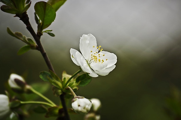 포토 JPG 해외이미지 나무 식물 계절 꽃잎 꽃 줄기 분홍색 백그라운드 잎 꽃무늬 농업 과일 자연 벽지 하늘 사람없음 야외 장식 초록색 파란색 빛 햇빛 농장 노란색 정원 봄 성장 벚꽃 흰색 나뭇가지 신선 개화 사과 과수원 원예 질감 꽃수술 해외202004 해외포토 산업 컬러 무늬 취미 태양 생태계 파일형식 이미지허브