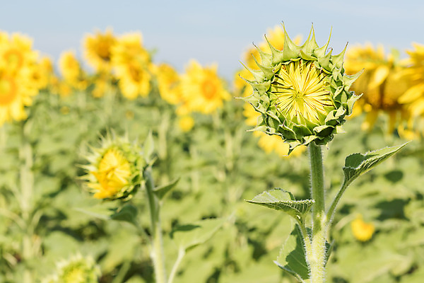 포토 JPG 해외이미지 식물 외관 계절 꽃잎 꽃 줄기 잎 꽃무늬 밭 농업 자연 하늘 해바라기 씨앗 풍경 사람없음 야외 초록색 여름 파란색 햇빛 태양 성장 벚꽃 시골 개화 닫기 땅 내추럴 카피스페이스 해외202004 해외포토 자연요소 산업 컬러 무늬 모션 공백 생태계 파일형식 이미지허브