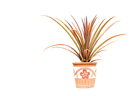 포토 JPG 해외이미지 나무 식물 1 디자인 꽃 화분 화초 백그라운드 잎 자연 주택 실내 사람없음 야외 내부 목재 장식 초록색 여름 정원 검은색 봄 성장 흰색 나뭇가지 신선 화려 냄비 큼 관목 오브젝트 무화과 내추럴 고립 심기 해외202004 해외포토 계절 컬러 컨셉 과일 재료 모션 건물 솥 크기 생태계 파일형식 이미지허브