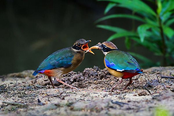 포토 JPG 해외이미지 아시아 포즈 2 날개 청소년 태국 자연 조류 사랑 어류 사람없음 갈색 수집 슛 남쪽 땅바닥 수유 해외202004 해외포토 동물 감정 나라 컬러 바닥 사람 수중동물 방향 생태계 파일형식 이미지허브