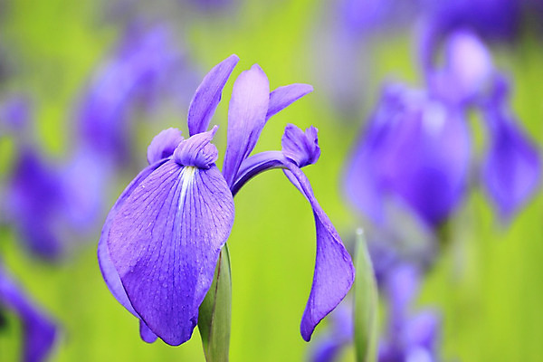 포토 JPG 해외이미지 식물 꽃잎 꽃 줄기 자연 사람없음 야외 여름 보라색 벚꽃 신선 개화 허브 붓꽃 꽃수술 영원 해외202004 해외포토 계절 컬러 생태계 파일형식 이미지허브