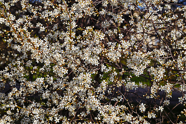 포토 JPG 해외이미지 나무 식물 계절 공원 꽃 백그라운드 꽃무늬 자연 추상 사람없음 정원 맑음 봄 벚꽃 흰색 나뭇가지 개화 체리 소프트포커스 4월 질감 보케 블러 해외202004 해외포토 공공시설 컬러 무늬 과일 날씨 촬영기법 날짜 생태계 파일형식 이미지허브