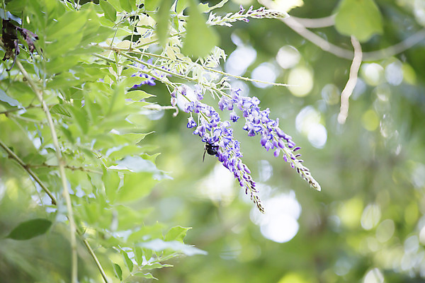 포토 JPG 해외이미지 식물 동물 공원 꽃 야생동물 곤충 백그라운드 밭 날개 자연 생물 안테나 사람없음 야외 장식 초록색 여름 컬러풀 햇빛 노란색 환경 정원 보라색 검은색 봄 활발 벚꽃 큼 수분 벌 목수 생물학 꿀 라벤더 단아함 해외202004 해외포토 직업 계절 공공시설 교육 컬러 컨셉 농업 통신 태양 크기 허브 생태계 파일형식 이미지허브