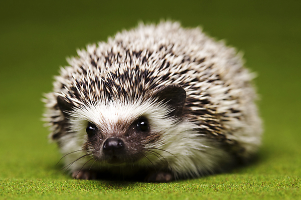 포토 JPG 해외이미지 동물 한마리 근접촬영 사람없음 고슴도치 해외202004 해외포토 1 뷰포인트 포유류 파일형식 이미지허브