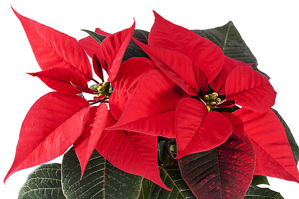 포토 JPG 해외이미지 전통 잎 겨울 기념 사람없음 장식 빨간색 초록색 축하 흰배경 포인세티아 해외202004 해외포토 식물 계절 꽃 컬러 백그라운드 컨셉 흰색 파일형식 이미지허브