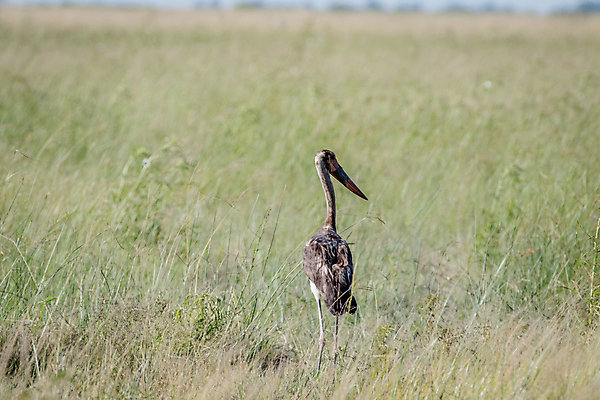포토 JPG 해외이미지 동물 공원 야생동물 여행 아프리카 청소년 자연 조류 사람없음 물 컬러풀 게임 관찰 황무지 보호 큼 사파리 안장 남쪽 계산서 내추럴 남아프리카 동물상 민물 보츠와나 사바나 생태학 전국 황새 해외202004 해외포토 자연요소 공공시설 교육 나라 컬러 컨셉 모션 놀이 사람 조형물 크기 방향 생태계 파일형식 이미지허브