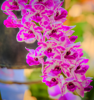 포토 JPG 해외이미지 식물 계절 꽃잎 꽃 꽃다발 백그라운드 꽃무늬 자연 선물 사람없음 장식 초록색 여름 머리 정원 스파 화목 봄 활발 개화 난초 고급 우아함 맛 냄새 아로마 향 단아함 해외202004 해외포토 컬러 컨셉 무늬 신체부위 생태계 파일형식 이미지허브