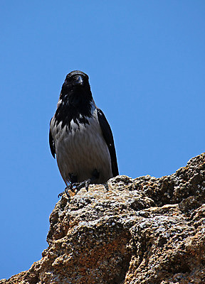 포토 JPG 해외이미지 자연 조류 하늘 앉기 사람없음 파란색 검은색 회색 바위 까마귀 동물상 해외202004 해외포토 동물 컬러 모션 조형물 돌_바위 생태계 파일형식 이미지허브