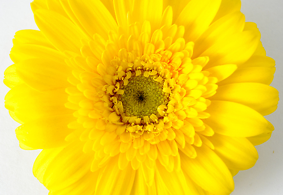 포토 JPG 해외이미지 계절 꽃잎 꽃 자연 사람없음 노란색 봄 벚꽃 데이지 해외202004 해외포토 식물 컬러 생태계 파일형식 이미지허브