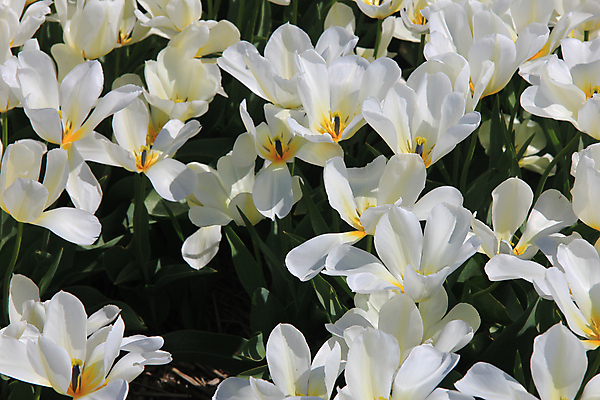 포토 JPG 해외이미지 식물 계절 꽃 꽃다발 컨셉 꽃무늬 밭 전구 자연 사람없음 초록색 컬러풀 햇빛 봄 튤립 성장 흰색 신선 네덜란드 내추럴 해외202004 해외포토 유럽 컬러 무늬 농업 태양 생태계 파일형식 이미지허브