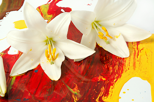 포토 JPG 해외이미지 모양 식물 디자인 교육 꽃잎 꽃 백그라운드 꽃무늬 패턴 추상 아이디어 창조 미술 사람없음 그래픽 장식 빨간색 머리 보라색 페인트 젖음 벚꽃 흰색 그리기 붓기 떨어짐 디자이너 순수 그림 심플 페인트붓 꽃가루 개성 꽃수술 해외202004 해외포토 직업 컬러 컨셉 무늬 모션 문화예술 신체부위 붓 가루 파일형식 이미지허브