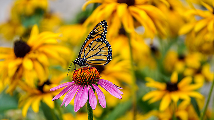 포토 JPG 해외이미지 식물 꽃잎 꽃 나비 곤충 캐나다 자연 건강 종류 사람없음 컬러풀 약 노란색 정원 보라색 벚꽃 벌레 허브 만족 꽃가루 꿀 내추럴 진짜 치료제 해외202004 해외포토 동물 감정 컬러 북아메리카 의학 가루 생태계 파일형식 이미지허브