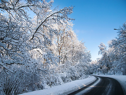 포토 JPG 해외이미지 나무 계절 도로 겨울 자연 하늘 풍경 사람없음 야외 파란색 맑음 침묵 추위 흰색 나뭇가지 황무지 숲 해외202004 해외포토 식물 길 컬러 교통시설 날씨 소리 생태계 파일형식 이미지허브