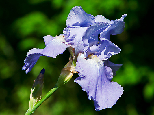 포토 JPG 해외이미지 식물 1 꽃잎 꽃 줄기 백그라운드 꽃무늬 자연 수염 사람없음 초록색 파란색 노란색 보라색 봄 벚꽃 흰색 깃발 제비꽃 묘사 싱글 붓꽃 고립 해외202004 해외포토 계절 컬러 무늬 생태계 파일형식 이미지허브
