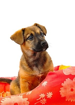 포토 JPG 해외이미지 동물 응시 감정 백그라운드 앉기 사람없음 반려동물 흰색 침대 개 강아지 결백 고립 천진난만 해외202004 해외포토 시선 컬러 가구 컨셉 포유류 모션 파일형식 이미지허브