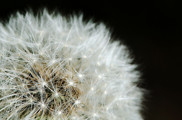 포토 JPG 해외이미지 식물 1 계절 꽃 줄기 백그라운드 자연 아침 추상 따뜻함 씨앗 사람없음 여름 파란색 빛 노란색 머리 봄 젖음 벚꽃 닫기 선택 소프트포커스 작음 민들레 심볼 깃털 묘사 싱글 과거 거미 부드러움 솜털 알레르기 옛날 취급주의 타격 해외202004 해외포토 주간 컬러 곤충 컨셉 무늬 모션 촬영기법 경고 신체부위 감각 질병 크기 생태계 파일형식 이미지허브