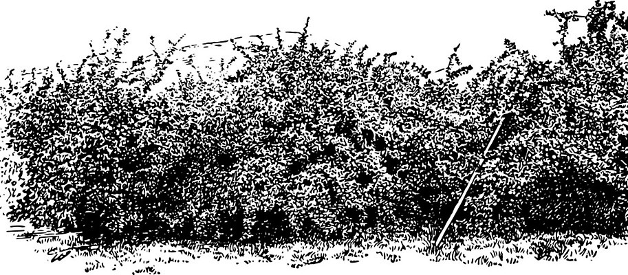 EPS 해외이미지 선 일러스트 미술 강 계곡 검은색 수확 흰색 사과 과수원 그림 판화 해외202004 해외일러스트 컬러 농업 과일 문화예술 파일형식 벡터 이미지허브