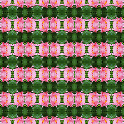 포토 JPG 해외이미지 나무 식물 꽃잎 꽃 분홍색 백그라운드 패턴 자연 벽지 추상 사람없음 장식 여름 컬러풀 벚꽃 즐거움 히비스커스 해외202004 해외포토 계절 감정 컬러 무늬 생태계 파일형식 이미지허브