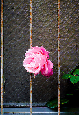 포토 JPG 해외이미지 1 꽃 분홍색 여행 창문 자연 하늘 휴가 사랑 풍경 사람없음 야외 장미 일본 도쿄 방문 해외202004 해외포토 식물 감정 아시아 컬러 생태계 파일형식 이미지허브