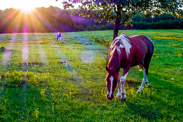 포토 JPG 해외이미지 나무 동물 밭 농업 자연 하늘 산 풍경 사람없음 야외 여름 울타리 달리기 태양 농장 일몰 활발 시골 승마 저녁 해외202004 해외포토 자연요소 식물 계절 산업 스포츠 컨셉 모션 담장 노을 야간 생태계 파일형식 이미지허브