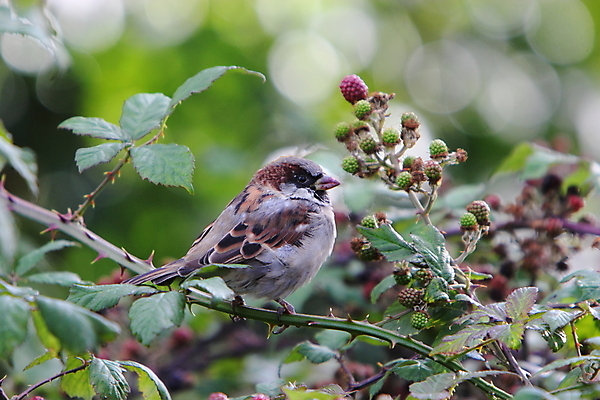 포토 JPG 해외이미지 동물 야생동물 음식 자연 조류 주택 사람없음 깃털 부리 참새 블랙베리 계산서 해외202004 해외포토 과일 건물 생태계 파일형식 이미지허브