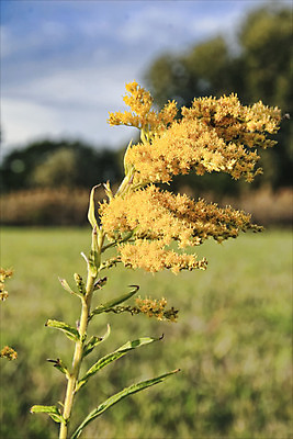 포토 JPG 해외이미지 식물 계절 꽃 잎 꽃무늬 밭 자연 하늘 풍경 사람없음 야외 초록색 여름 컬러풀 태양 노란색 정원 봄 벚꽃 개화 유기농 원예 꽃가루 내추럴 해외202004 해외포토 자연요소 웰빙 컬러 무늬 농업 취미 가루 생태계 파일형식 이미지허브
