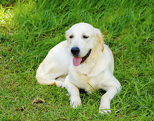 포토 JPG 해외이미지 동물 응시 공원 행복 장난 가이드 포유류 털 건강 앉기 잔디 사람없음 야외 빛 반려동물 달리기 가축 활발 코트 표현 도움 황금 개 골든리트리버 리트리버 강아지 송곳니 기르기 도우미 시각장애인 유래 해외202004 해외포토 식물 직업 시선 공공시설 감정 컨셉 모션 외투 치아 장애인 돌봄 파일형식 이미지허브