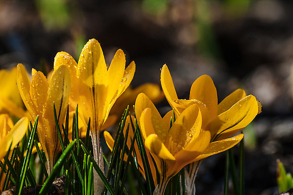 포토 JPG 해외이미지 식물 계절 공원 꽃잎 꽃 줄기 백그라운드 잎 자연 벽지 휴가 부활절 사람없음 장식 초록색 물 노란색 정원 봄 활발 들꽃 벚꽃 신선 선택 떨어짐 숲 이슬 작음 보케 꽃가루 흙더미 헌병 해외202004 해외포토 자연요소 공공시설 기념일 컬러 컨셉 흙 군인 크기 가루 생태계 파일형식 더미 이미지허브
