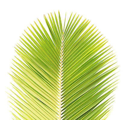 포토 JPG 해외이미지 나무 백그라운드 잎 손바닥 사람없음 초록색 나뭇가지 싱글 코코넛 고립 해외202004 해외포토 식물 손 컬러 과일 파일형식 이미지허브