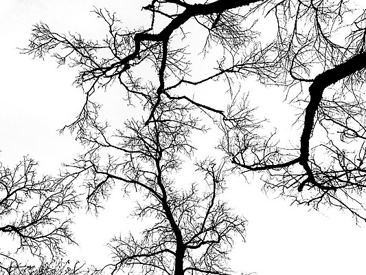 포토 JPG 해외이미지 나무 식물 구름 디자인 계절 실루엣 백그라운드 겨울 패턴 자연 하늘 날씨 건조 미술 사람 풍경 사람없음 야외 목재 우주 환경 검은색 금지 가을 흰색 나뭇가지 죽음 숲 큼 무서움 자르기 싱글 내추럴 벌거벗은 엘리먼트 옛날 혼자 해외202004 해외포토 자연요소 감정 컬러 무늬 재료 모션 문화예술 촬영기법 크기 생태계 파일형식 이미지허브