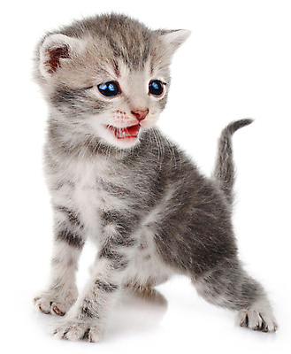 포토 JPG 해외이미지 동물 1 백그라운드 장난 자연 수염 털 앉기 사람없음 반려동물 귀여움 고양이 우정 회색 흰색 아기 작음 호기심 꼬리 얼룩무늬 솜털 고립 특별함 해외202004 해외포토 감정 컬러 컨셉 무늬 포유류 모션 사람 친구 크기 생태계 파일형식 이미지허브