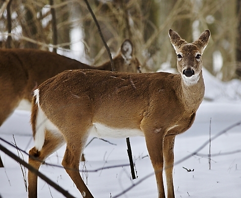 포토 JPG 해외이미지 나무 응시 야생동물 백그라운드 캐나다 겨울 사슴 털 사람없음 갈색 검은색 놀람 회색 흰색 숲 그림 엽서 귀 고립 흥미 해외202004 해외포토 식물 동물 시선 계절 감정 컬러 컨셉 북아메리카 포유류 표정 신체부위 편지 파일형식 이미지허브
