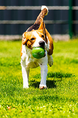 포토 JPG 해외이미지 동물 행복 포즈 백그라운드 밭 장난 포유류 모션 자연 놀이 기술 건강 사람없음 야외 세로 여름 반려동물 장난감 달리기 운동 정원 점프 기쁨 에너지 개 흥분 사냥개 비글 송곳니 요령 해외202004 해외포토 계절 감정 농업 치아 생태계 파일형식 이미지허브